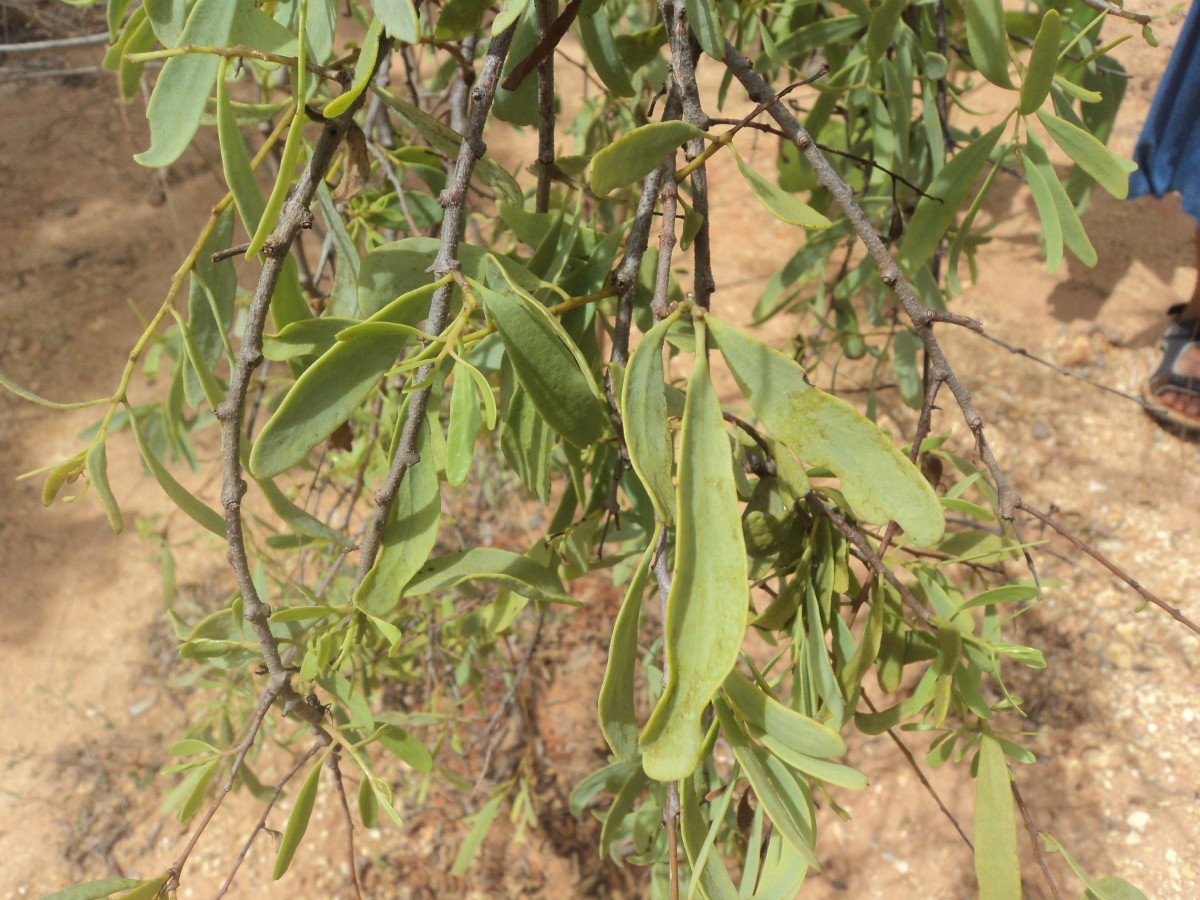 Dendrophthoe ligulatus (Thwaites) Tiegh.